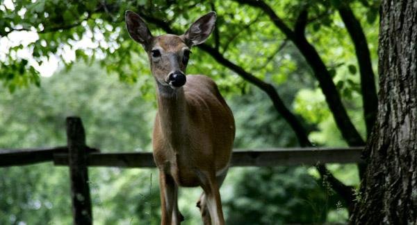 Maple Tree Landscape